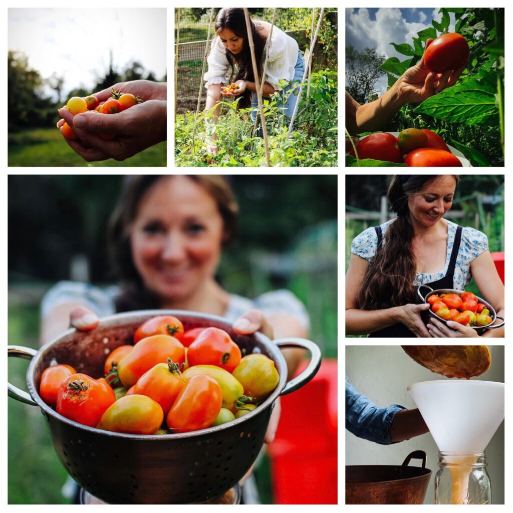 A collage of people picking tomatoes in the garden