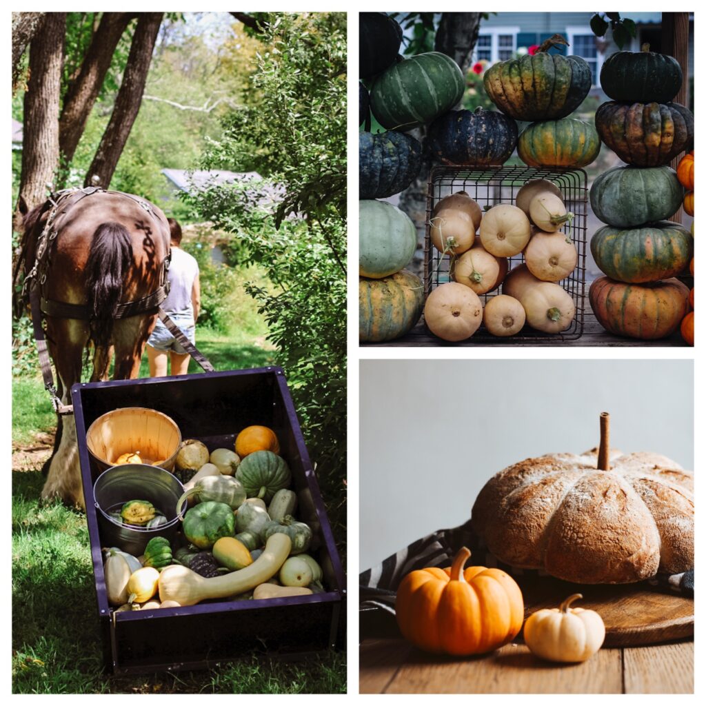 A collage of different types of vegetables and horses.